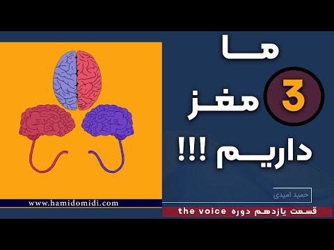 ما واقعا 3 مغز داریم نئوکورتکس لیمبیک مخچه مغزشناسی