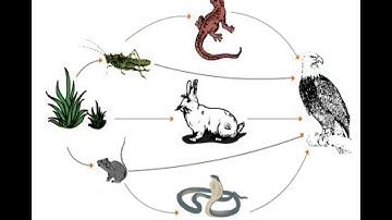 Class 5 PSEB My World-5 (Environmental Studies)- Lesson 14 : Insectivorous Plants (Part -1)