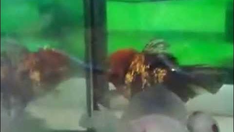 Cá Vàng Ryukin Màu Trắng - Thiên Đường Cá Cảnh