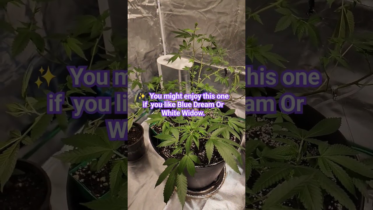 Blackberry Moonstones Becoming A 🌳 