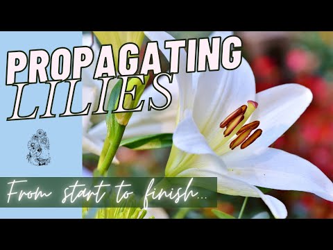 Video: Features Of Growing And Breeding Lilies