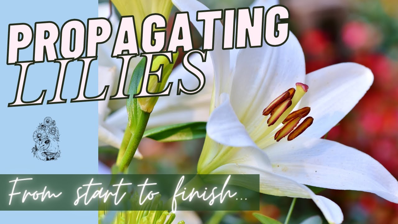 Lily Propagation: How To Scale Lily Bulbs - Multiplying Lily Bulbs In The Cut Flower Garden