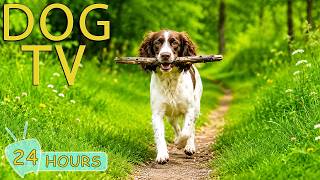 DOG TV: Videos Keep Your Dogs Entertain All Day When Home Alone -  Best Relaxing Music for Dogs screenshot 5