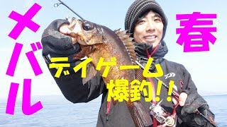 【メバリング】春を告げる魚メバル！デイゲームで爆釣！夕まづめは理事スリム！？