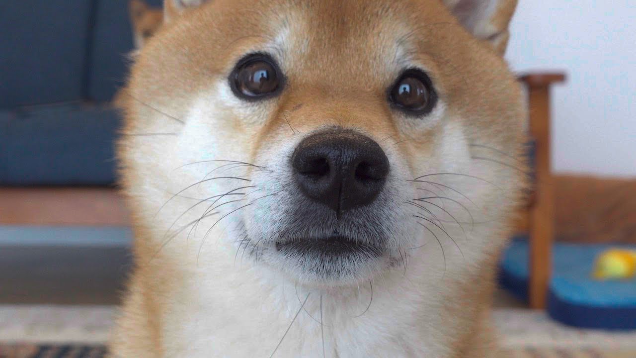 YouTubeチャンネル『よりめのはちくん。』の動画サムネイル