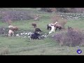 Due cani da pastore che difendono il gregge
