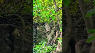 🎵🎶 Squirrel under tree looks invisible 🫥🐿️. #squirrel #animals #nature
