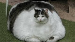 World's Fattest Cats GUINNESS WORLD RECORDS