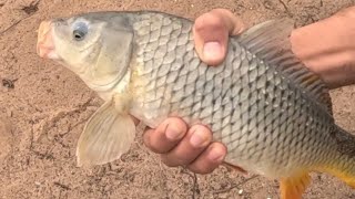 Carp Fishing in MurrayRiver Australia