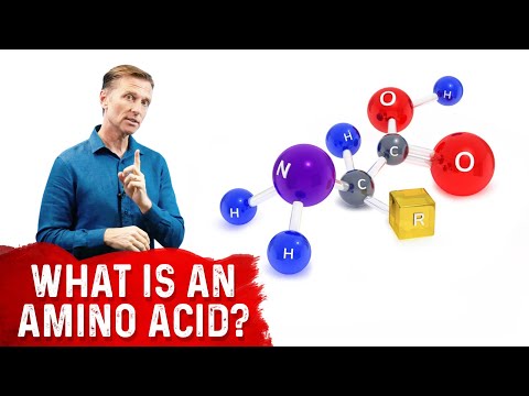 What Is An Amino Acid?