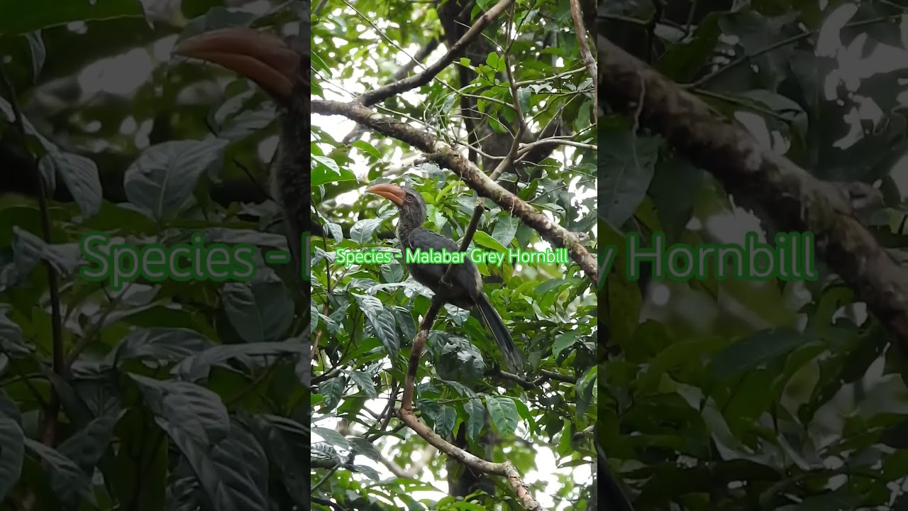 Birdwatching in India | South India Birding Tour 