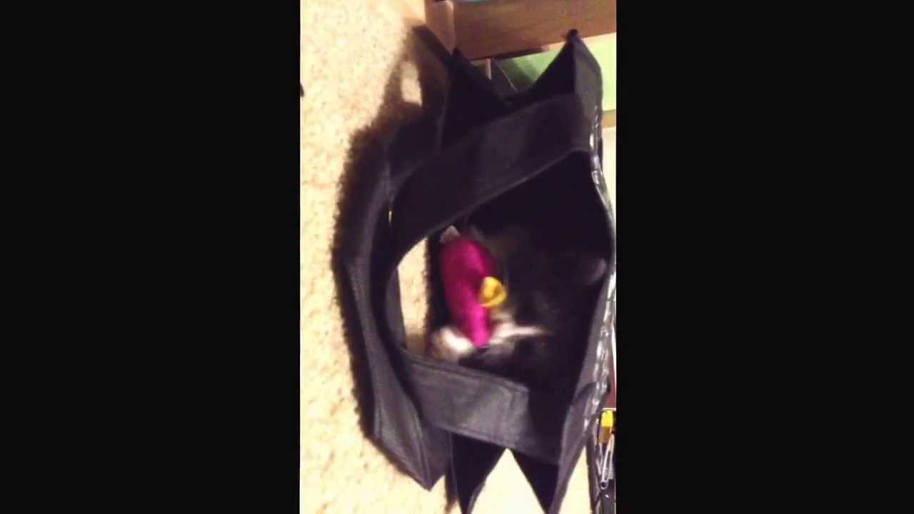 Cat In The Bag YouTube