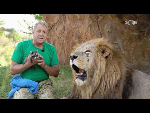 Тайган на России1 в программе НАШИ - YouTube