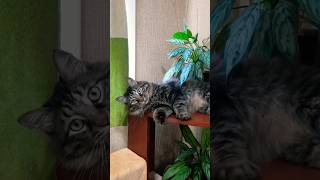 Согласно правилам... #кот #котики #cat #shortcats #котик #shortcatsvideos #catlover #shots