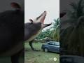 Jurassic Park #trinidad #caribbean