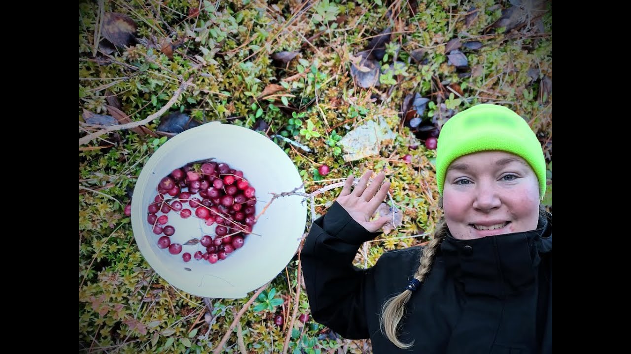 RUOKIEN RAAKA-AINEITA LUONNOSTA: KARPALOISTA 