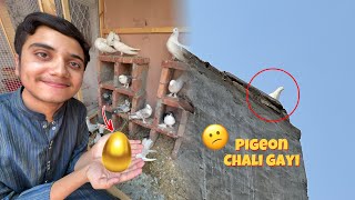 Hamari Pigeon Ud Gayi 😭Or 5,000 Ka Egg Pigeons Ke Neeche Rakh Diya 😍