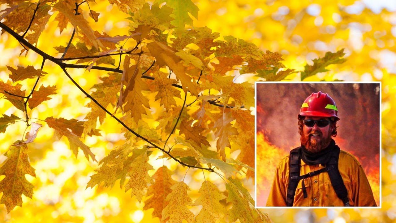 Bringing Healthy Woodlands via Large Scale Honeysuckle Removal