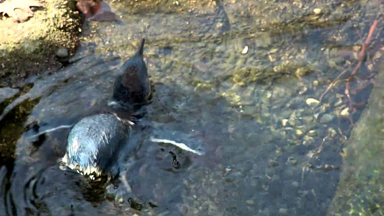 Baby Little Penguins First Swim-Cincinnati Zoo
