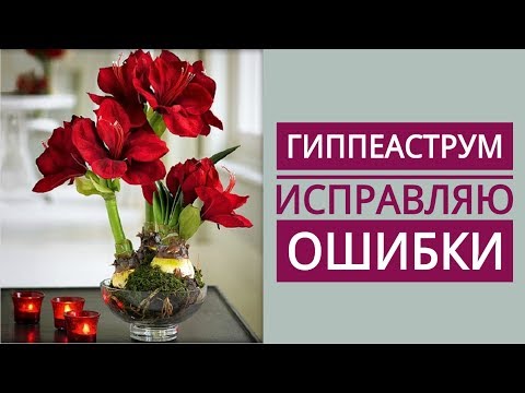 Video: Bir Mənzildə Hippeastrum Böyüyür