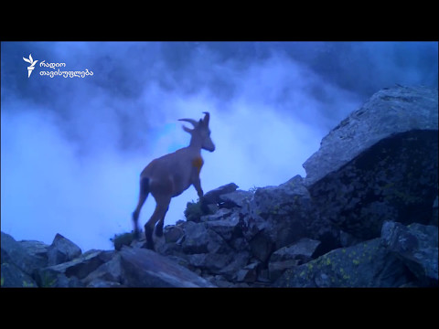 ცხოველები ფოტოხაფანგების ობიექტივში