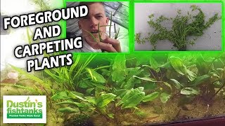 How to grow Foreground & Carpeting Plants: Dwarf Sag, Baby Tears, Staurogyne Repens