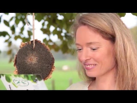 Video: Wilde Voëlvoeding - Hoe Om Voëls In Die Tuin te lok