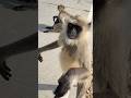 #monkey #cute #animals #youtubeshorts #trending