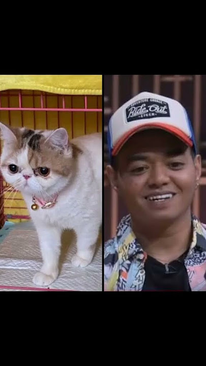 Kucing Mirip dengan Reza Arap #cat #mirip #manusia #samaanews #lucu #lawak #unik #asik #indonesia