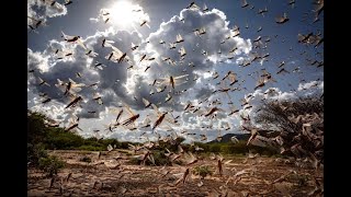 नेपालमा सलह किराको कहाली लाग्दो आक्रमण | Locust Swarm attack in Nepal