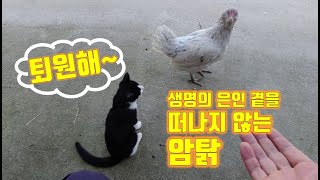 생명의 은인 곁을 떠나지 않는 암탉//A hen that never leaves a life saver