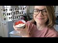 Two Ingredient Plant Based Yogurt - Easy!