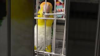 Parrot Attempting to Shake Its Way Out of Its Cage