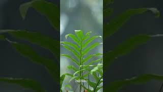 Oru Poovine Nisha Salabham Whatsapp Status Full Screen