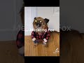 Menace Dog
