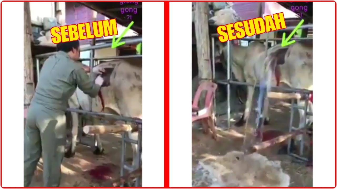 Sapi Glonggongan Keluar Air Saat Dilubangi || Hati-hati saat membeli