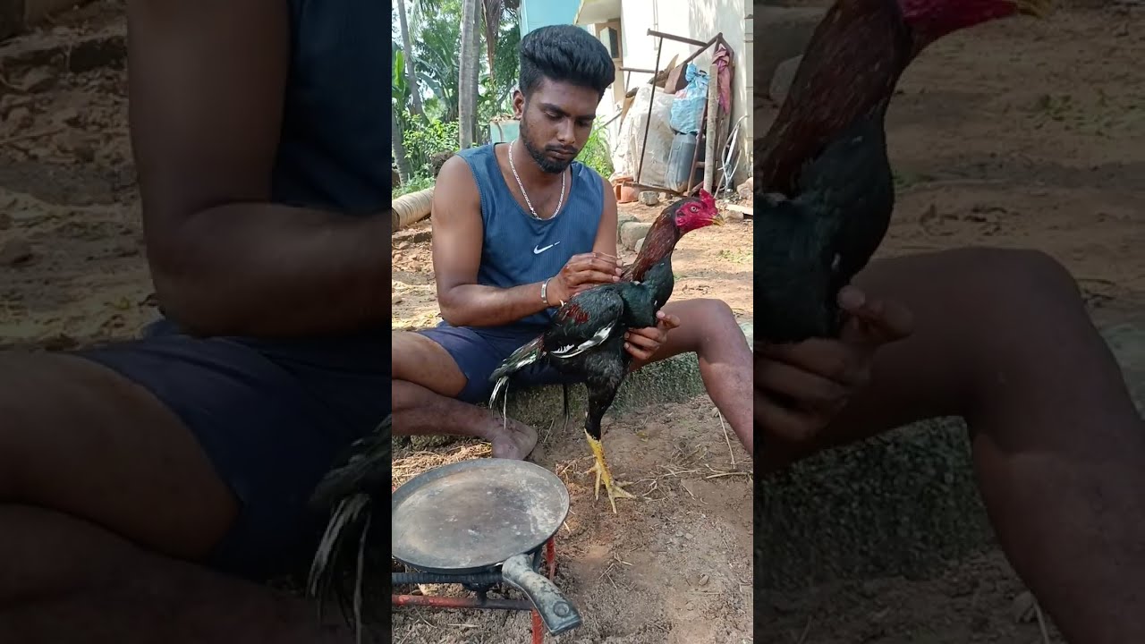 Sevalukku Sekka Adikkum Murai  Seval Valarppu Murai