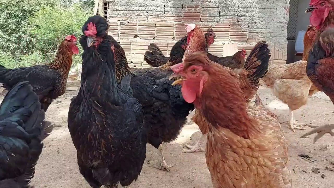 VOU TE PROVAR QUE DAR PARA VIVER COM APENAS 100 GALINHAS VOU TE PROVAR QUE DAR PARA VIVER COM APENAS 100 GALINHAS