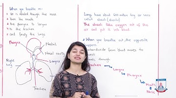 Class 5 - Science - Chapter 01- Lecture 41 The human Body 1.3 - Allied Schools