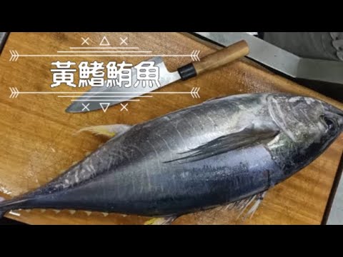 【海洋主廚愛爾文】如何處理黃鰭鮪魚!! How to filet yellow fin tuna.