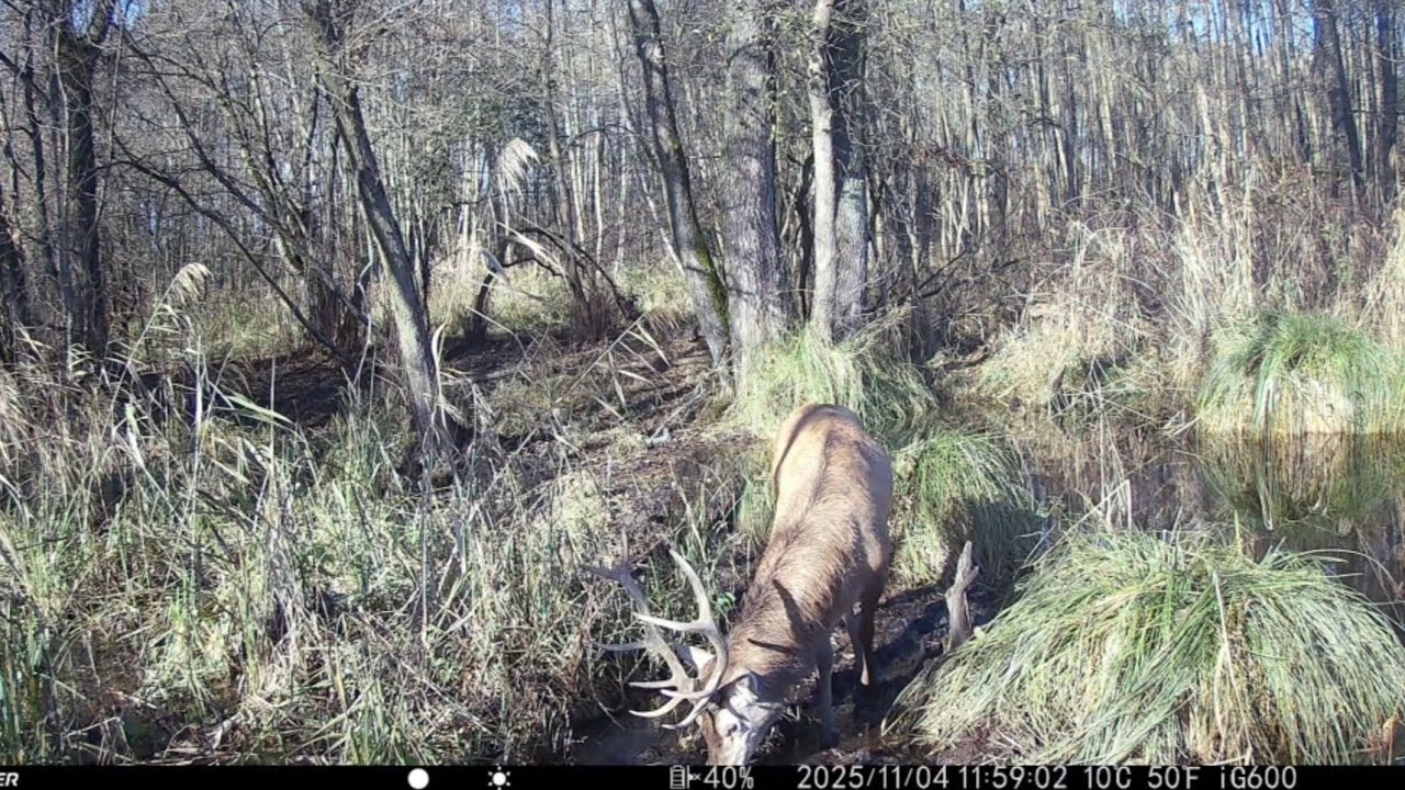 Leśni mieszkańcy okiem fotopułapki #67🌲🦌