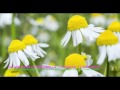 Test it herbal soundeffects with camomile  kamille christoph dachauer 2016