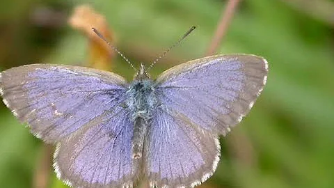 French butterfly species... that may not look fami...