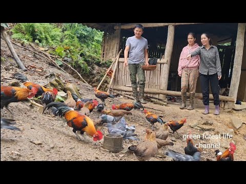 First time there are girls coming to Robert's farm. Green forest life (ep229)