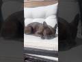 The intentions were there… #dogshorts #frenchbulldog #puppy #doggielife #frenchielife #dogs #dog