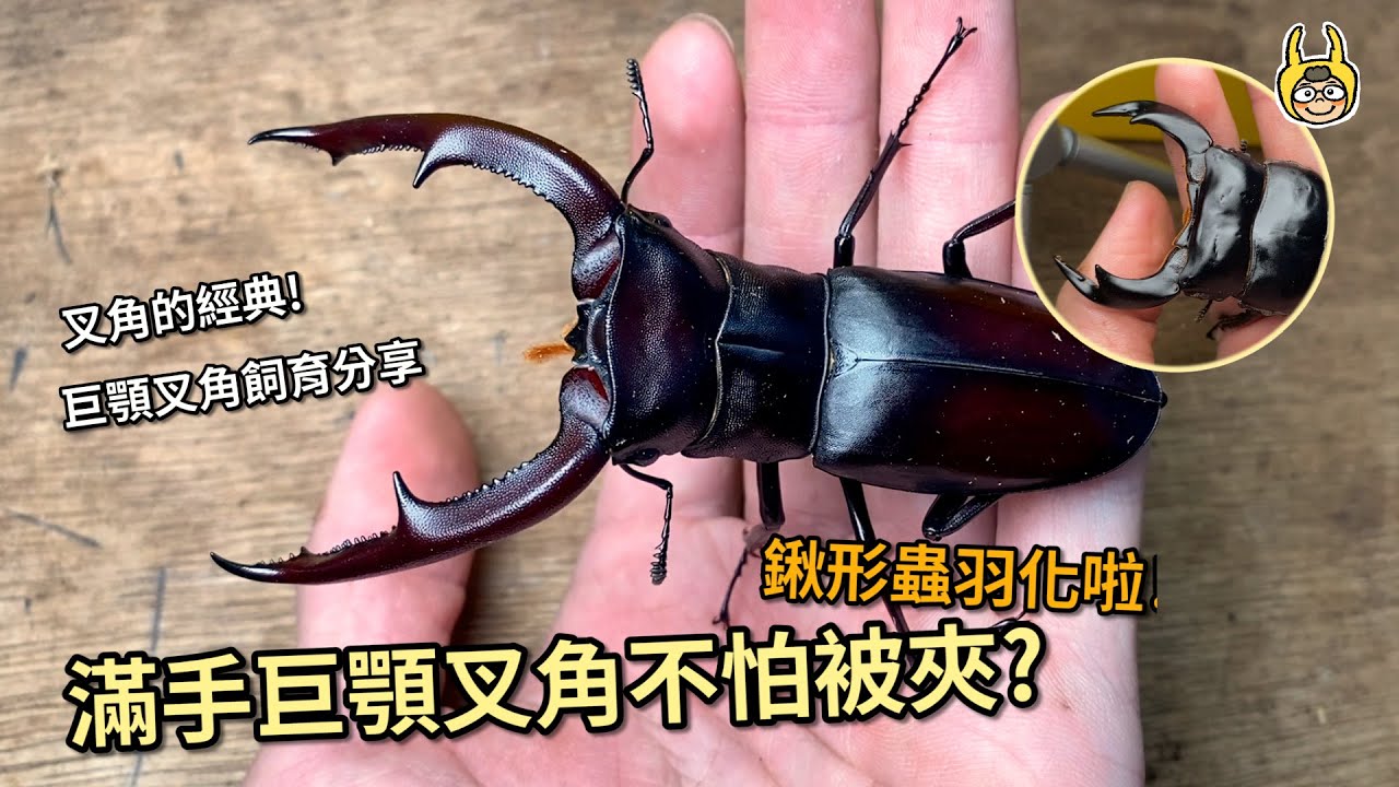 【飼育屋】經典不敗！巨顎叉角鍬形蟲羽化啦！飼育紀錄分享，期待後續的表現｜安達祐實大鍬形蟲