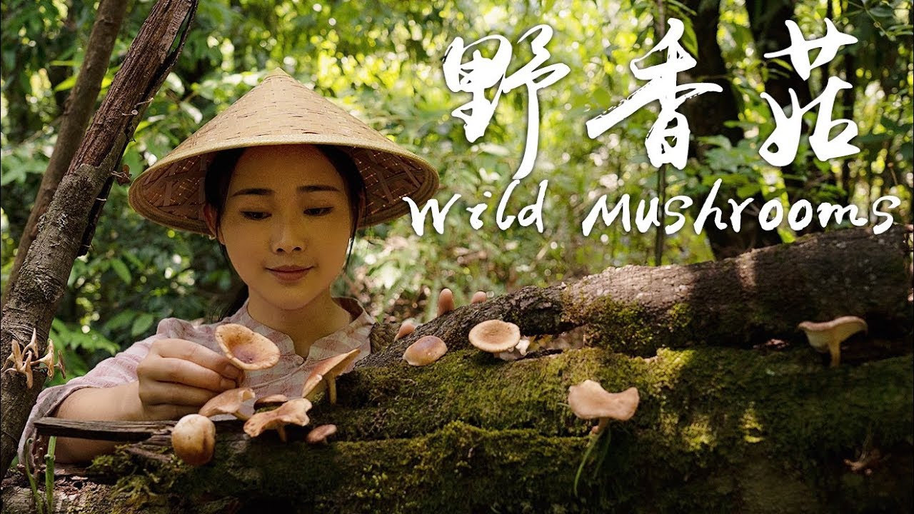 雲南美食 台北 Wild mushrooms - the “Longevity Plant” found on dead trees in remote mountains