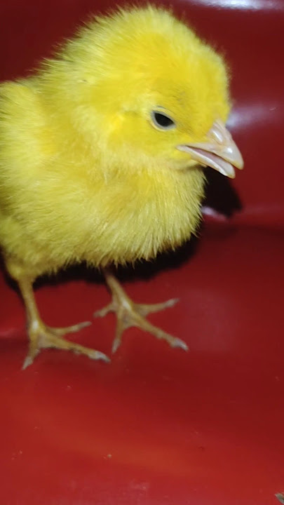 Cute Chick Chirping Cho Cho 💗🐥 #cute #shorts