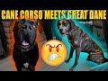 Cane Corso Meets Great Dane - MOBBED at Coffee Shop