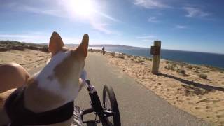 Riding my Catrike at Fort Ord - Monterey, California 2-15-2015 by Recumbent Trike Adventures & My Dog Noah 5,911 views 9 years ago 4 minutes, 35 seconds